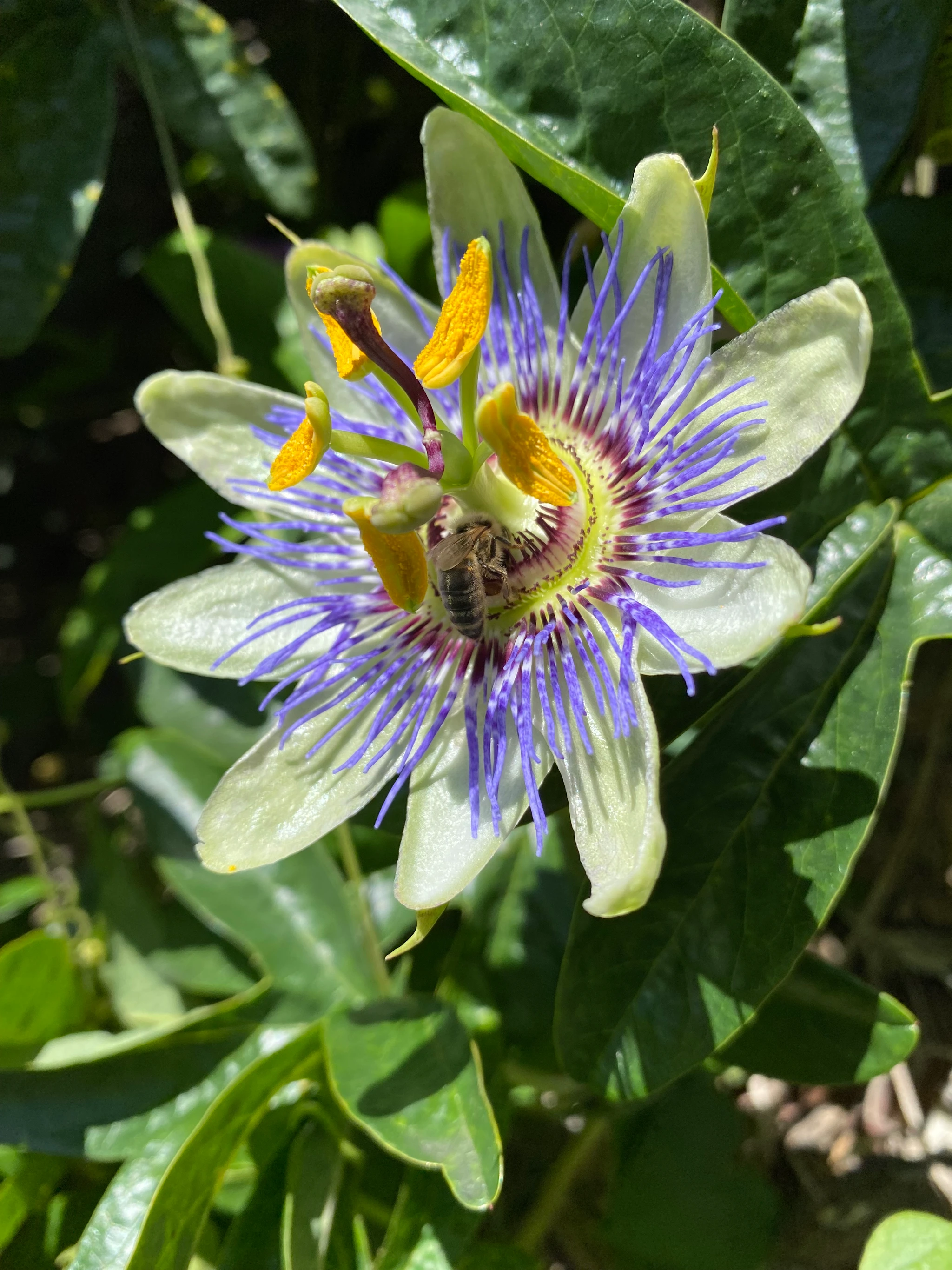Ryan wearing a handmade triceratops mask while sitting on a couch